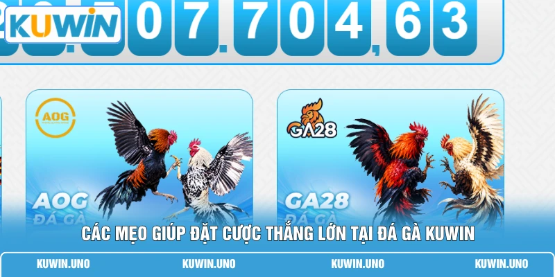 Đá Gà KUWIN 3 Các mẹo giúp đặt cược thắng lớn tại đá gà KUWIN