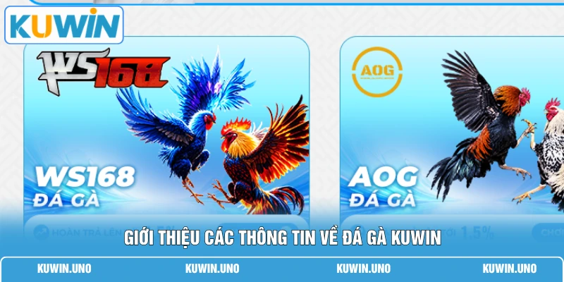 Đá Gà KUWIN 1 Giới thiệu các thông tin về đá gà KUWIN